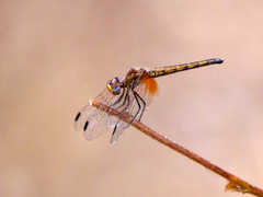 Trithemis pluvialis