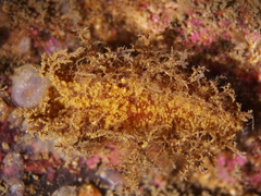 Dendronotus