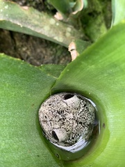 Trachycephalus nigromaculatus