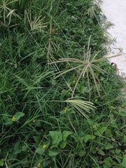 Chloris × subdolichostachya