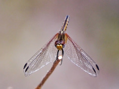 Trithemis pluvialis