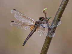 Trithemis pluvialis