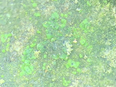 Endocarpon pallidulum