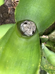 Trachycephalus nigromaculatus