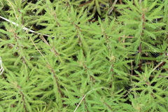 Myriophyllum robustum
