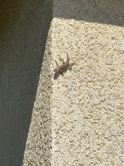 Sceloporus occidentalis