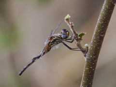 Trithemis pluvialis