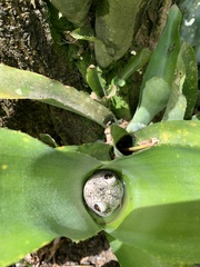 Trachycephalus nigromaculatus