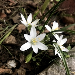 Ornithogalum