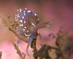 Facelina auriculata