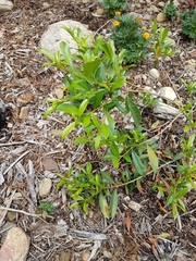 Syzygium wilsonii
