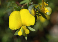 Gompholobium virgatum