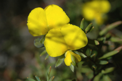 Gompholobium virgatum