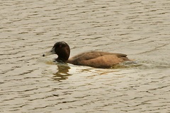 Netta erythrophthalma