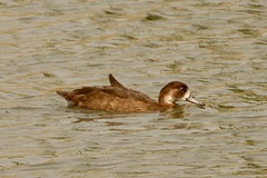 Netta erythrophthalma