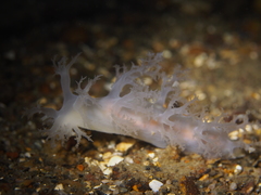 Dendronotus