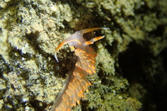 Austraeolis stearnsi