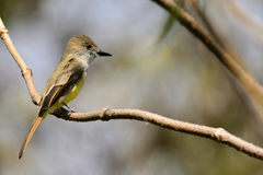 Myiarchus tuberculifer