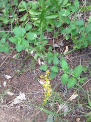Solidago radula