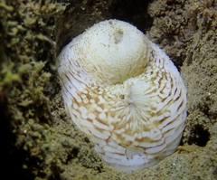 Zirfaea pilsbryi