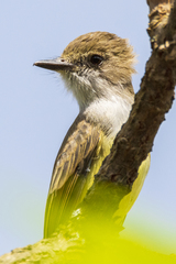 Myiarchus tuberculifer