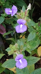 Achetaria azurea