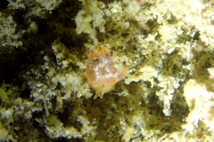 Distaplia occidentalis