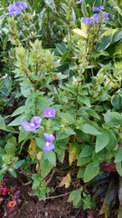 Achetaria azurea