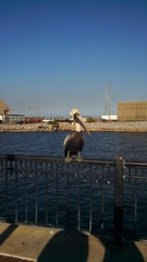 Pelecanus occidentalis