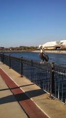 Pelecanus occidentalis