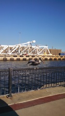 Pelecanus occidentalis