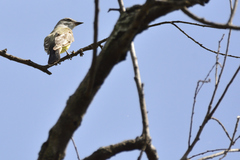 Tyrannus melancholicus