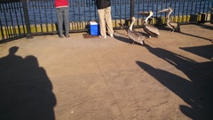 Pelecanus occidentalis