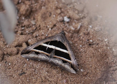 Grammodes bifasciata