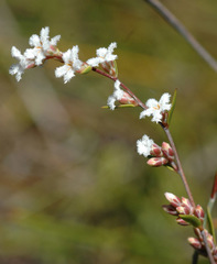 Styphelia leptospermoides