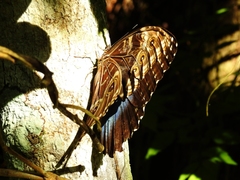 Morpho helenor corydon