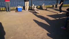 Pelecanus occidentalis