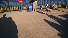 Pelecanus occidentalis