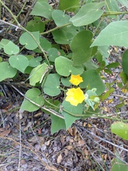 Allowissadula holosericea