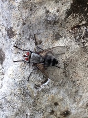 Microphthalma disjuncta