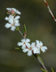 Styphelia leptospermoides