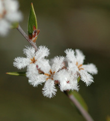 Styphelia leptospermoides
