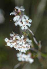 Styphelia leptospermoides