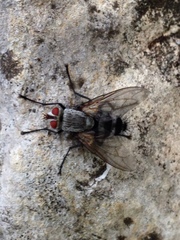 Microphthalma disjuncta