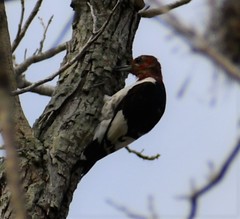 Melanerpes erythrocephalus