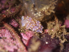 Facelina auriculata