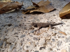 Urosaurus bicarinatus