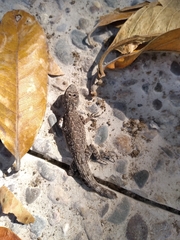 Urosaurus bicarinatus