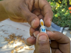 Urosaurus bicarinatus