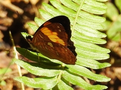 Adelpha